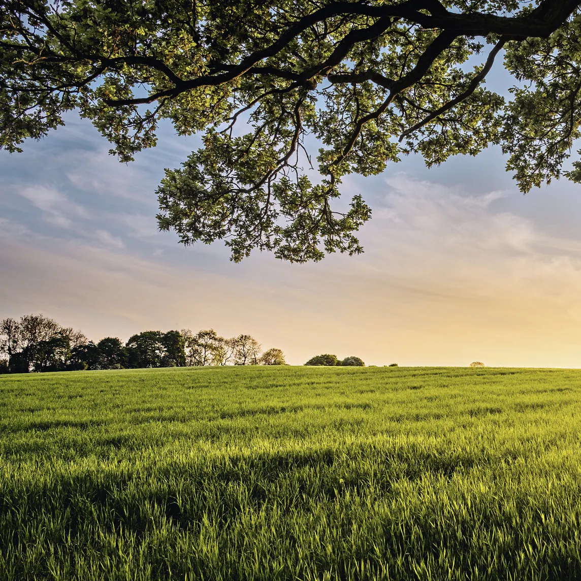 Un champ au lever du soleil sous un grand arbre